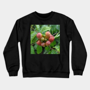 Red Buds on a Walk Photographic Image Crewneck Sweatshirt